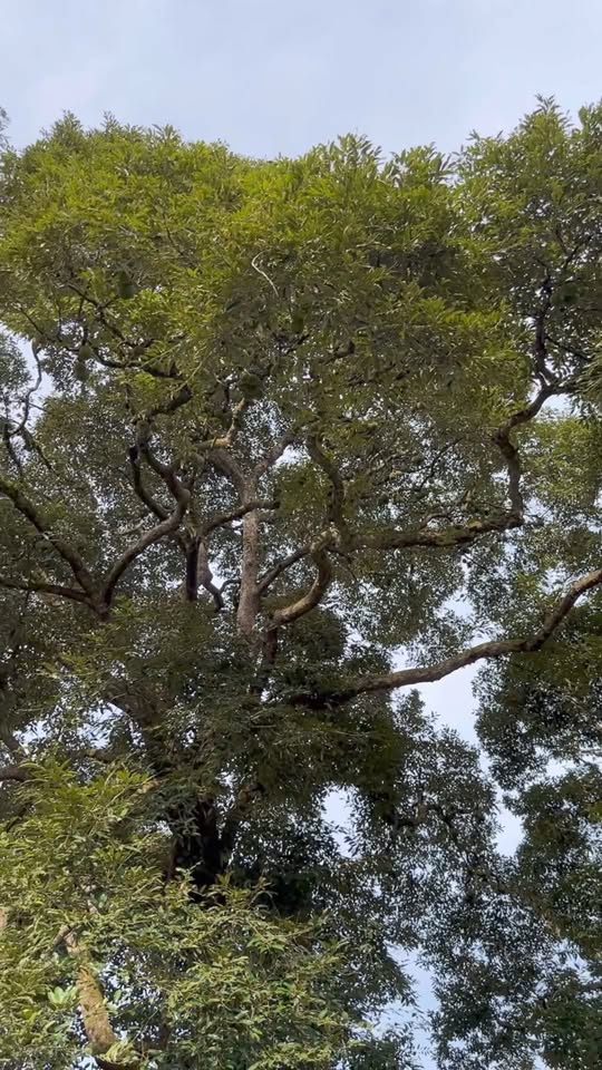 Durian Tok Pekong Batu Kurau - Pokok 80 Tahun