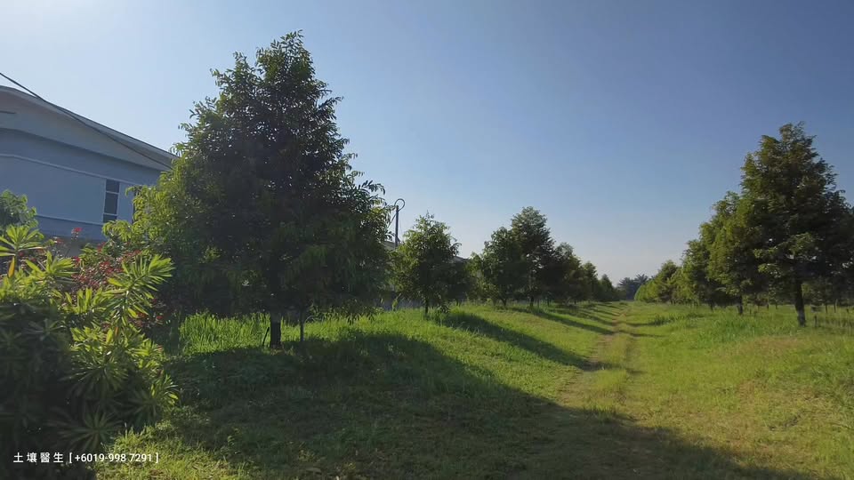 Kesan Rawatan Induksi Bunga pada Pokok Durian