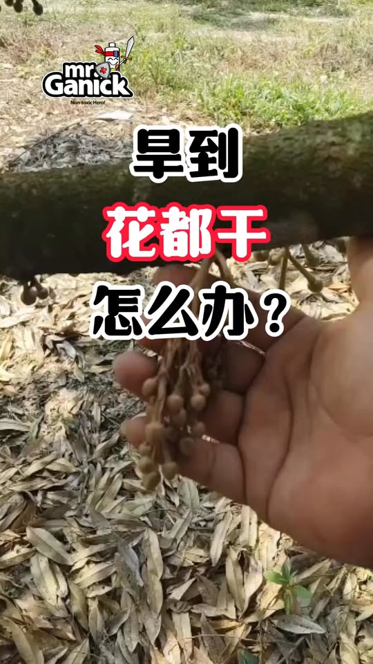 旱季榴莲催花保水方案 - 土壤与幼根保护