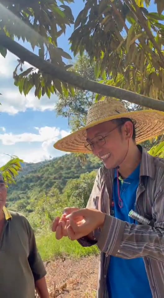 Kenapa Daun Durian Gugur - Penjelasan Pakar