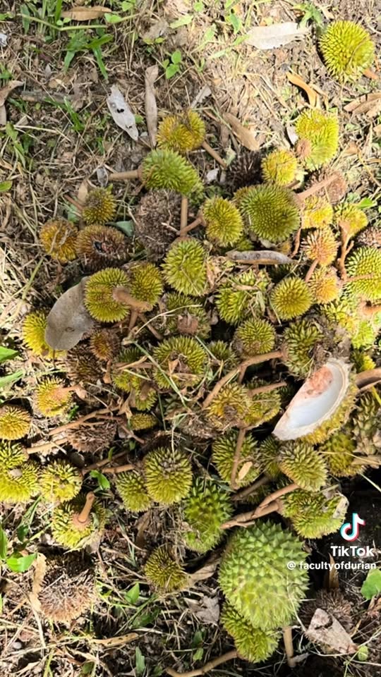 Jagaan Bunga Durian Fasa Anggur - Kawal Pengorek Buah