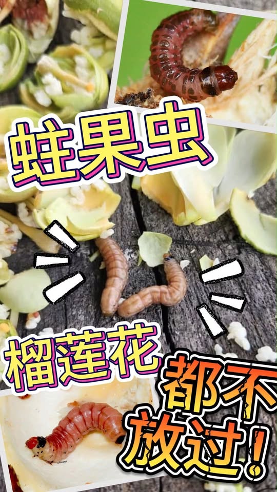 榴莲蛀果虫防治 - 开花结果期虫害管理