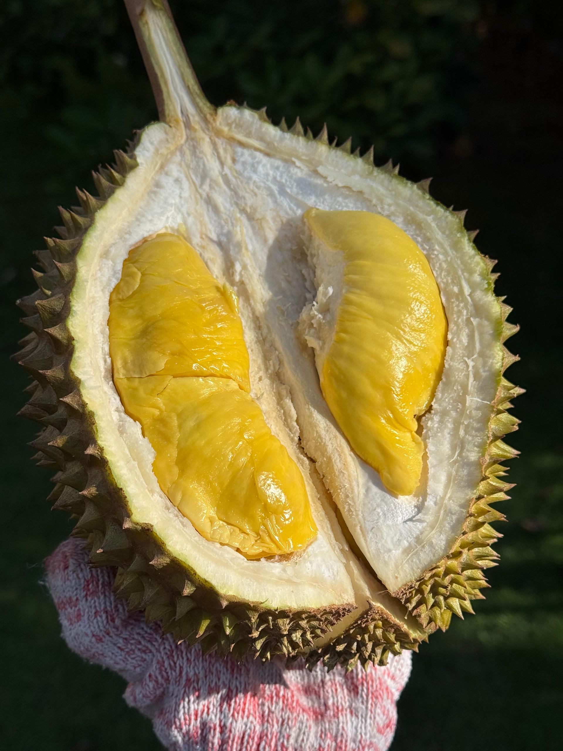 Musang King durian